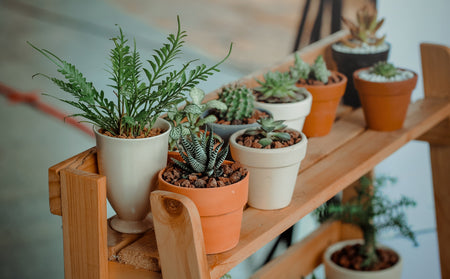 Plant Care and Food
