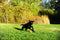 Chuckit Tennis Ball Dog Ball, 2 Medium Balls
